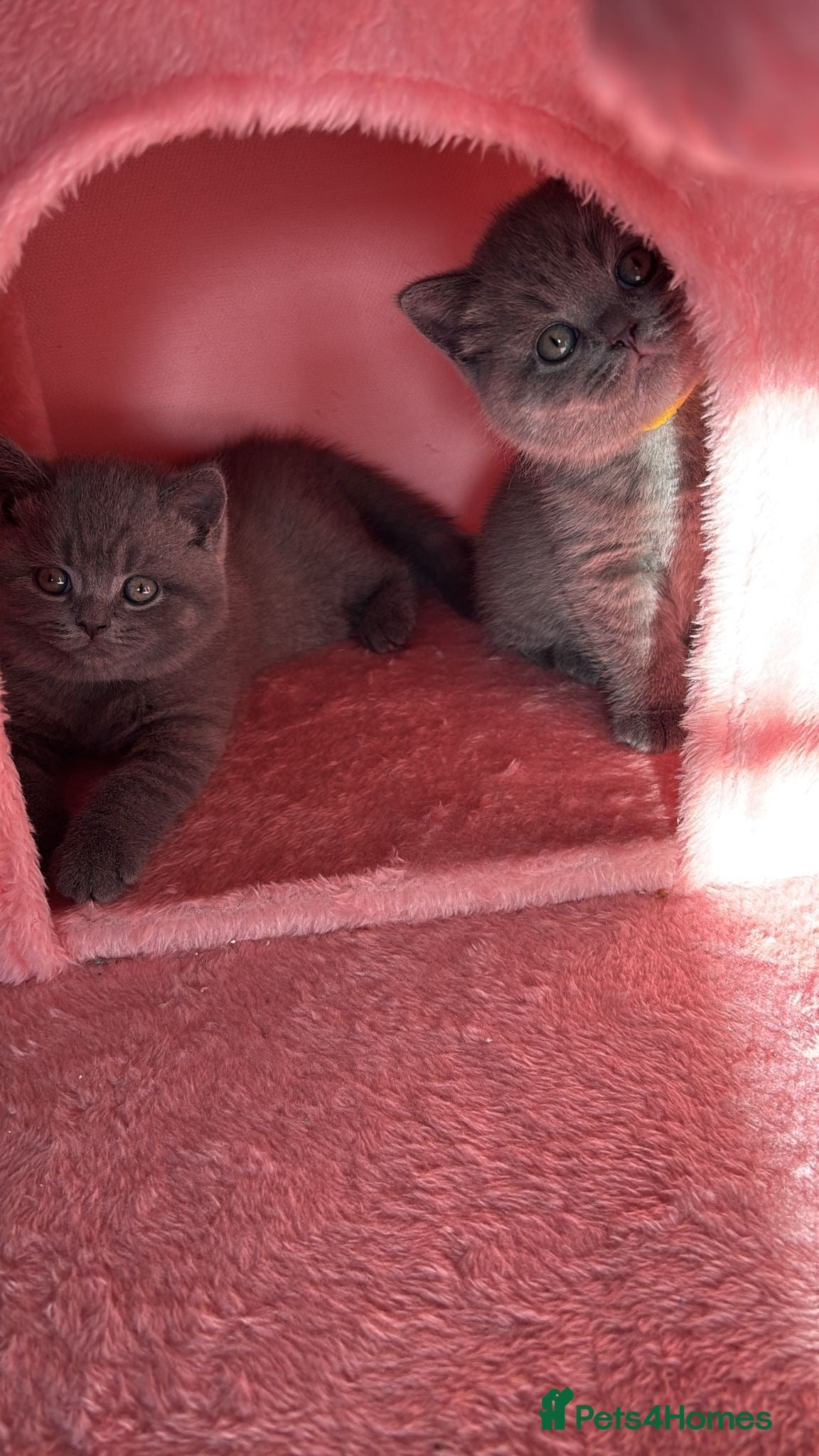 British Shorthair cats 🧸✨6 Chunky British Shorthair Kittens For Sale✨🧸 - Advert 14