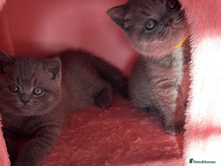 British Shorthair cats 🧸✨6 Chunky British Shorthair Kittens For Sale✨🧸 - Advert 9