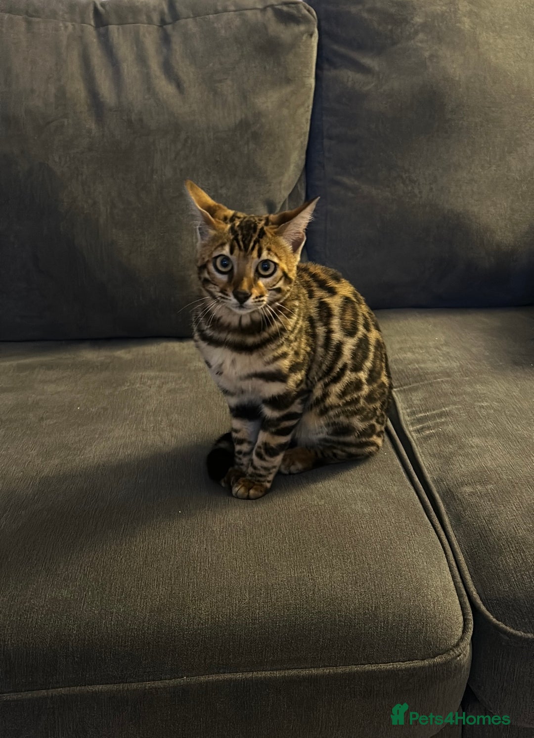Bengal cats for sale: Our Beautiful Bengal Brother and Sister  - Advert 5