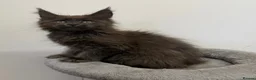 Maine Coon cats for sale: Pedigree GCCF Russian Kazakhstan import line - Advert 6