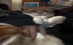 American Shorthair cats for sale: Ginger short hair  - Image 4