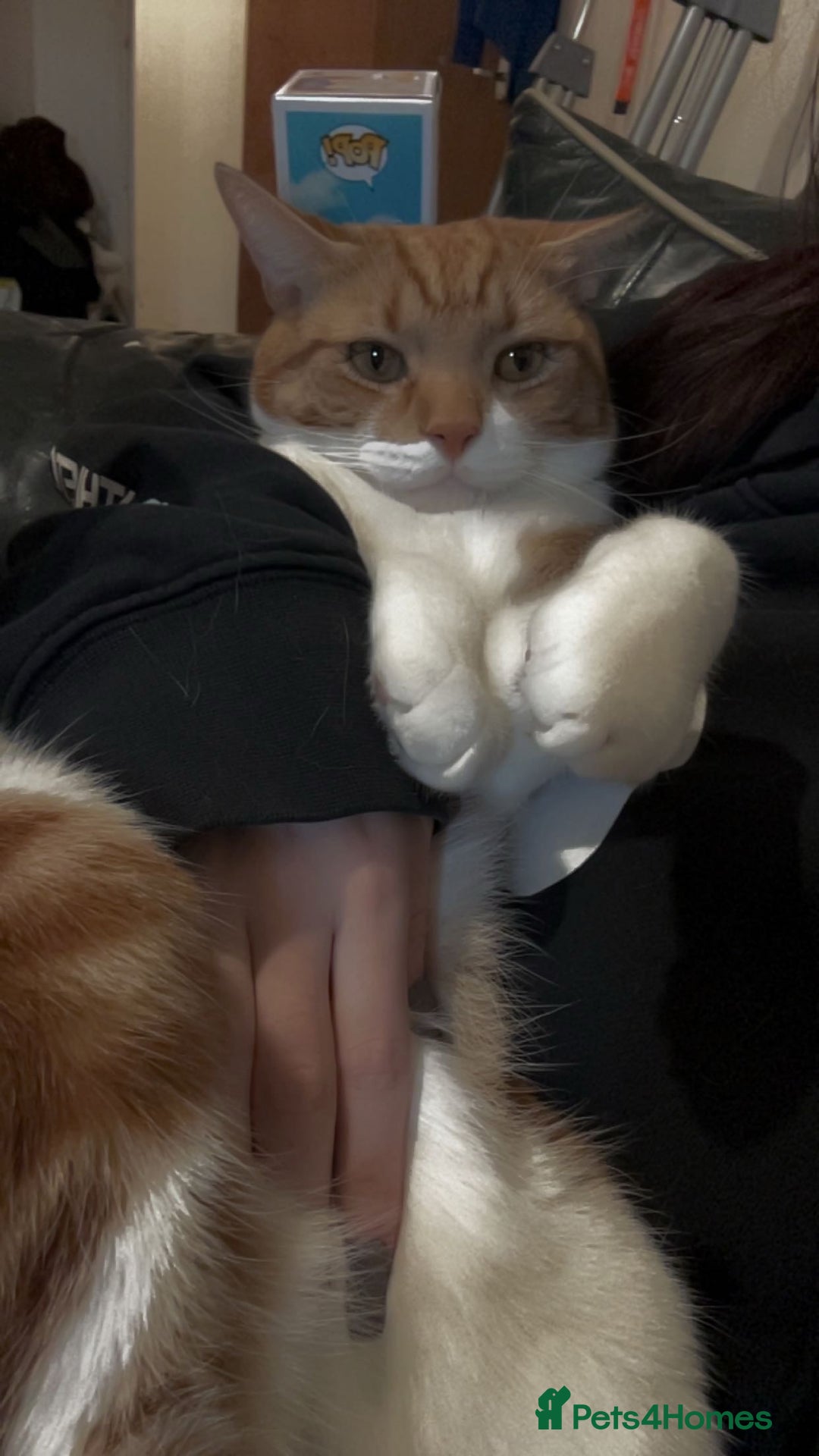 American Shorthair cats for sale: Ginger short hair  - Image 4