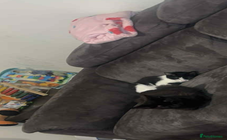 Mixed Breed cats - Advert 3