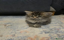 Ragdoll cats for sale: Beautiful Ragdoll x Norwegian forest cross kittens - Image 15