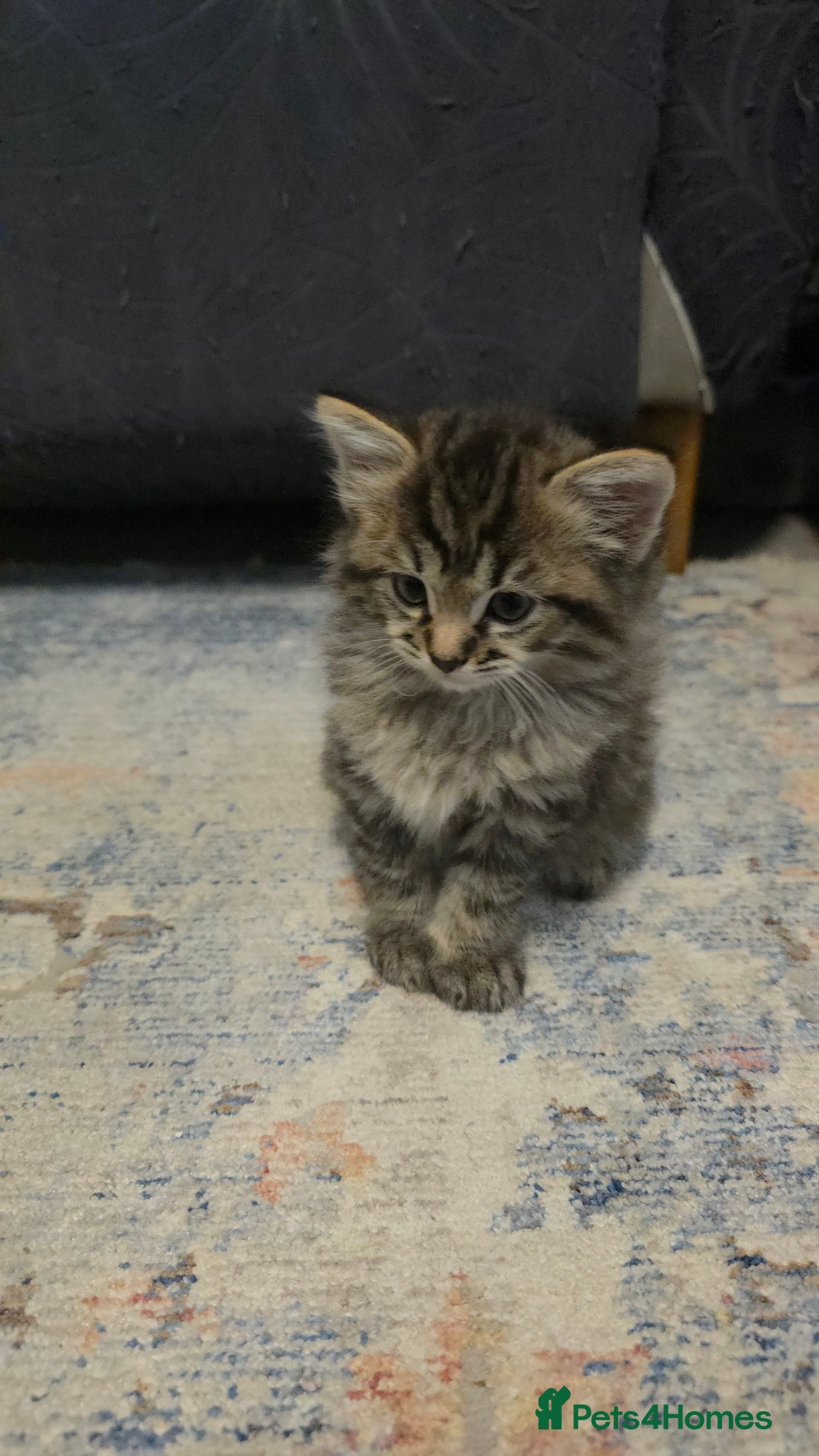 Ragdoll cats for sale: Beautiful Ragdoll x Norwegian forest cross kittens - Image 15