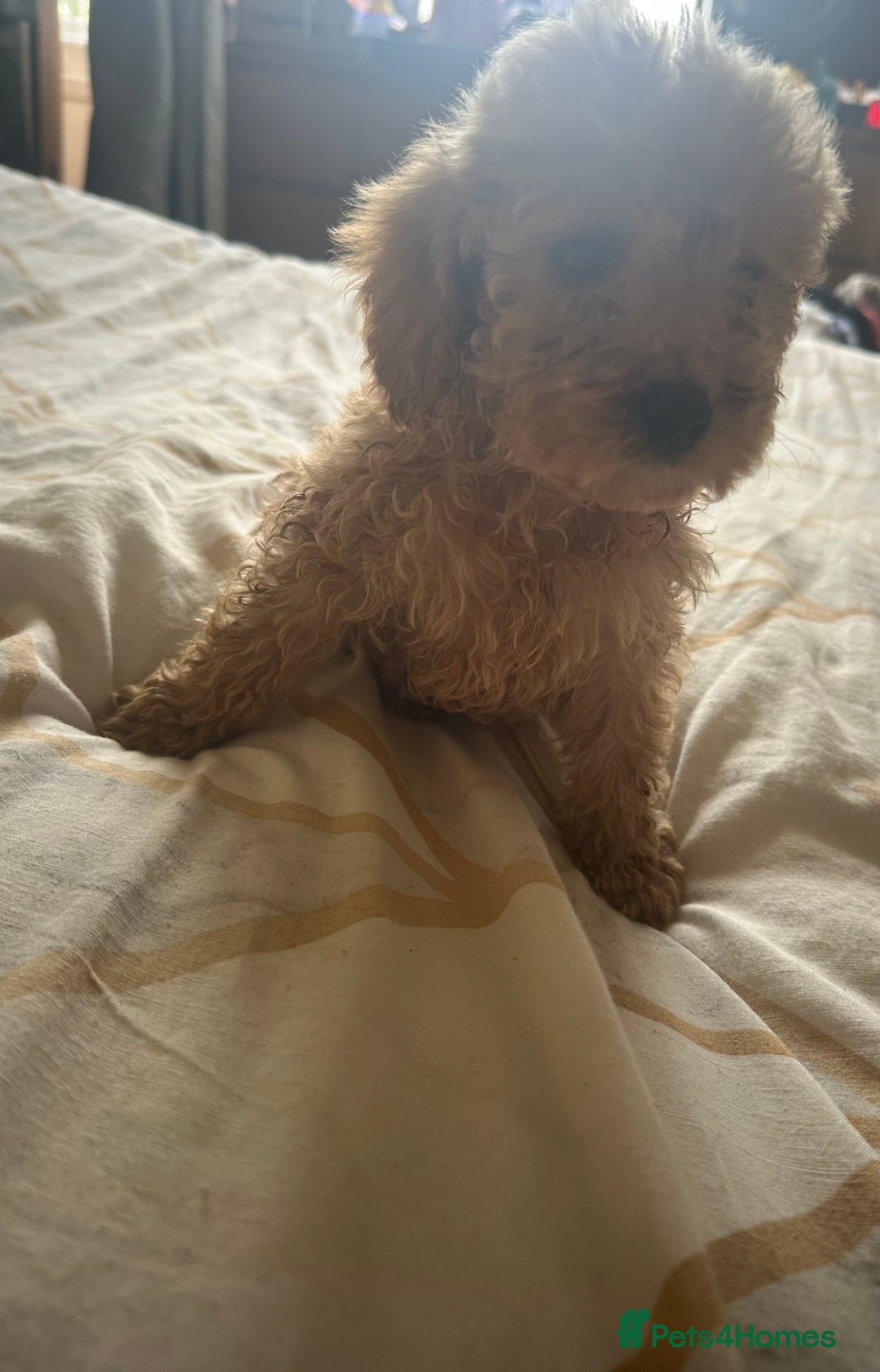 Cockapoo dogs for sale: Reduced F3 Cockapoo READY to leave 21st July  - Image 14