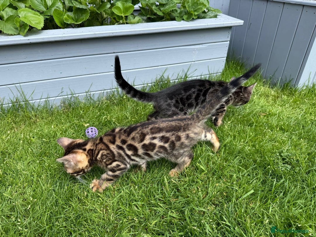 Bengal cats for sale: Bengal Kittens For Sale (Ready To Go - 1 left) - Image 9