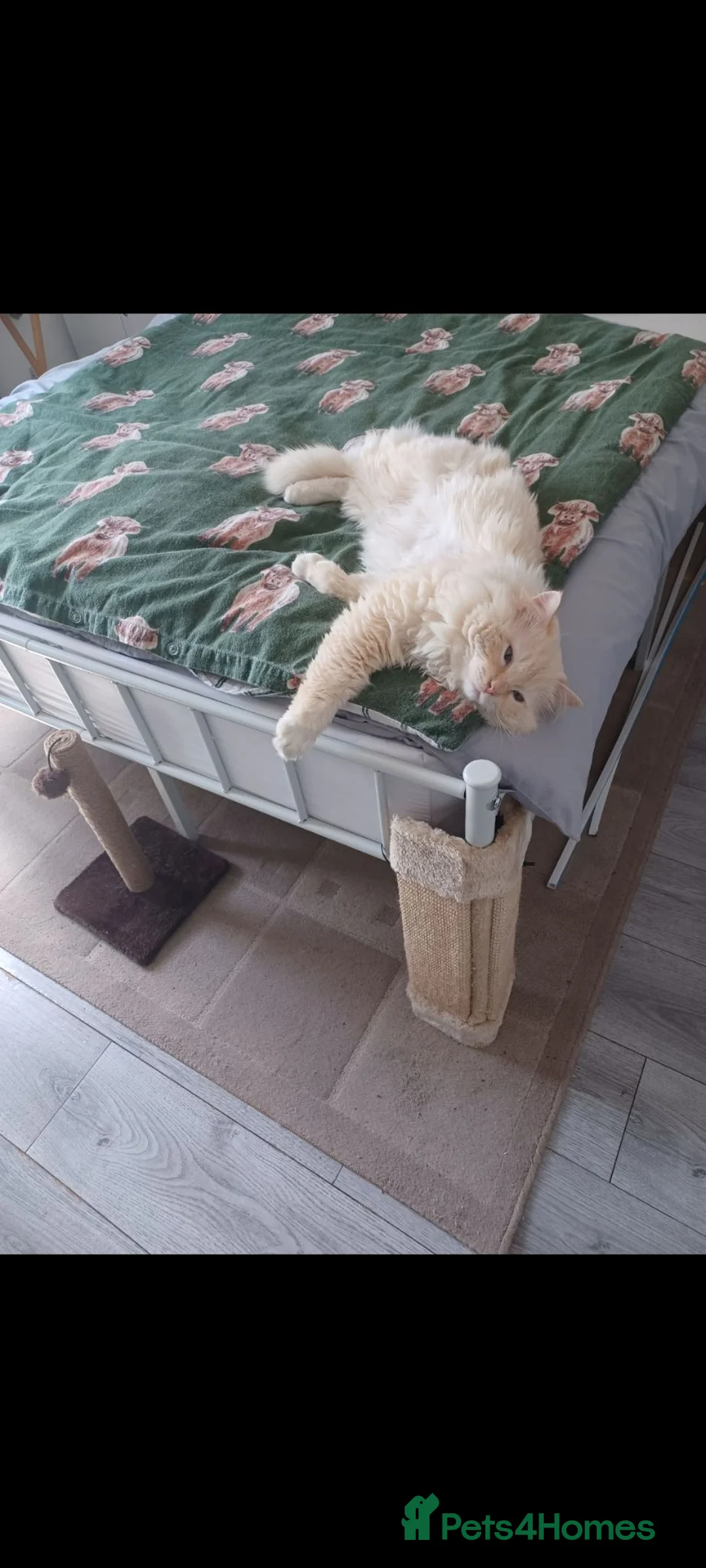 Ragdoll cats for stud: 🐱 Stud Available – Ragdoll (West Midlands) - Advert 2