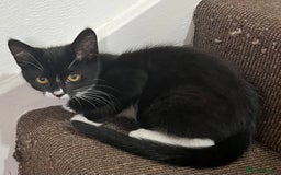 Mixed Breed cats for sale: Beautiful kittens  - Image 8