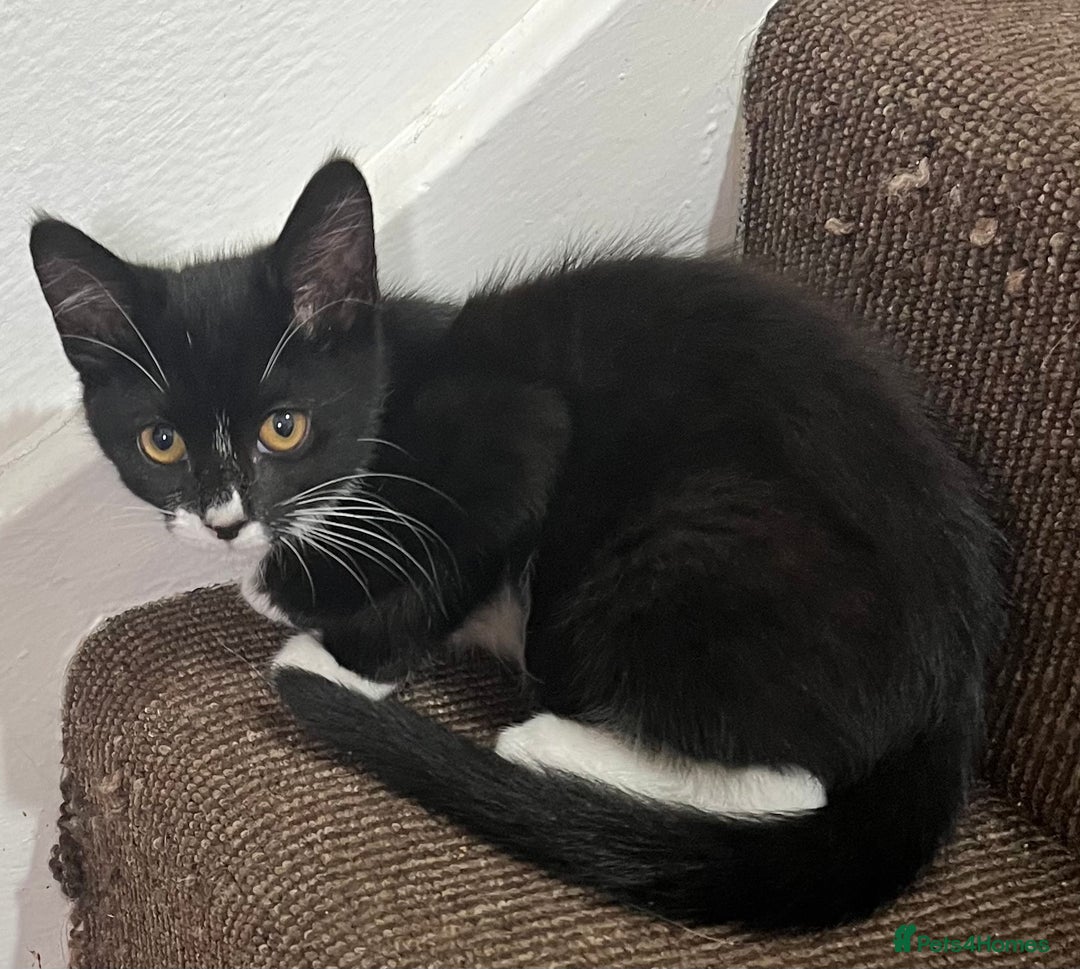 Mixed Breed cats for sale: Beautiful kittens  - Image 8