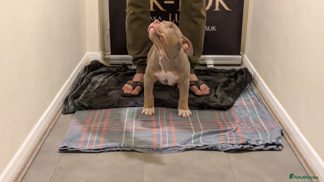 American Bully dogs for sale: GrCh Big Bounty x TIKTOK litter - Image 23