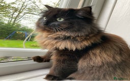 Persian cats for sale: Persian chinchilla and ragdoll X for sale - Image 4