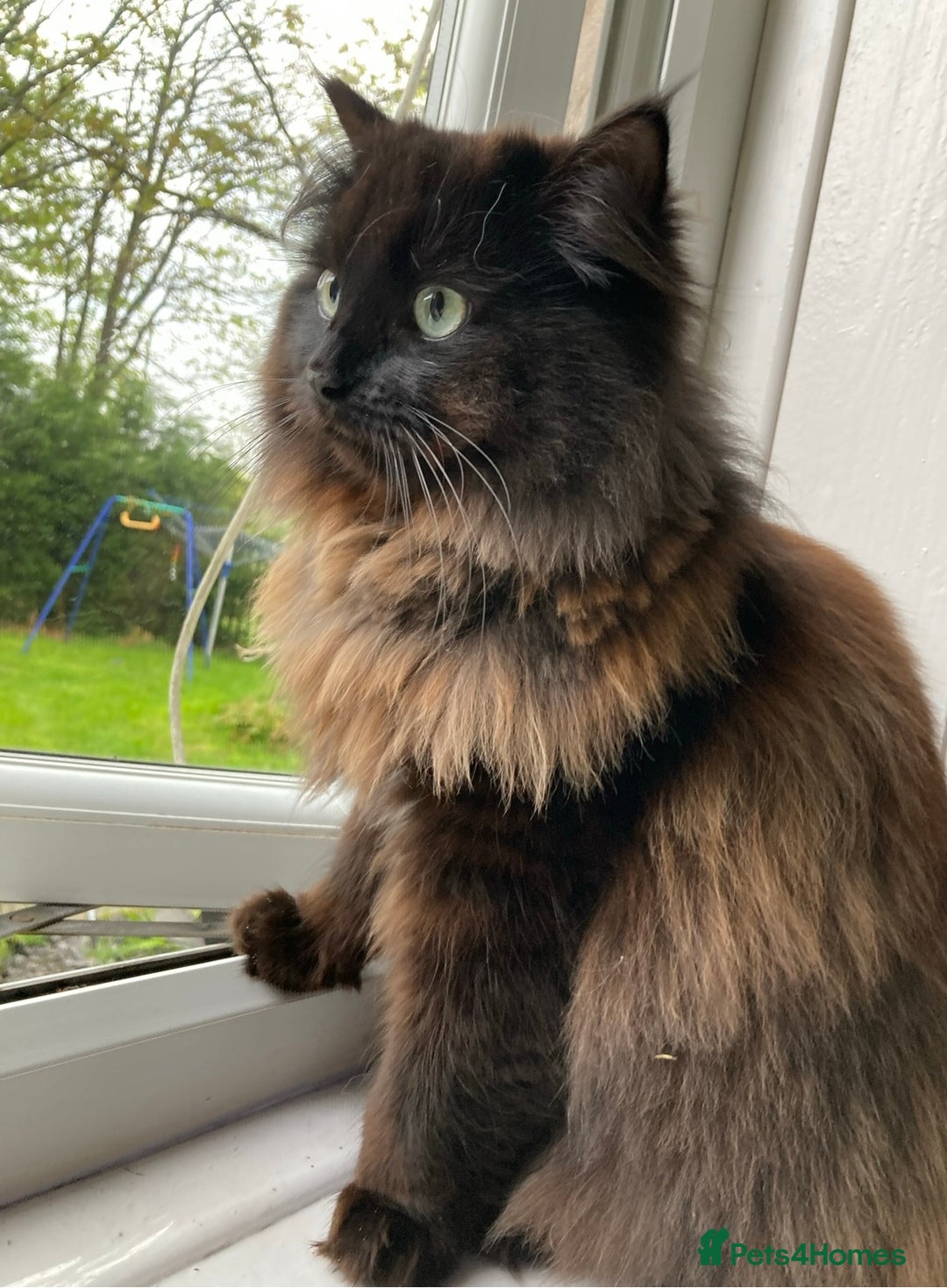 Persian cats for sale: Persian chinchilla and ragdoll X for sale - Image 4