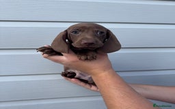 Miniature Dachshund dogs for sale: Miniature Dachsund Puppies (licensed breeder) - Image 14