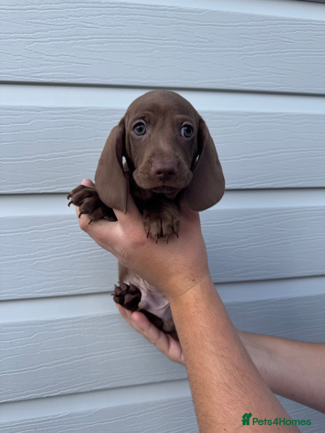 Miniature Dachshund dogs for sale: Miniature Dachsund Puppies (licensed breeder) - Image 14
