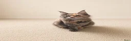 Maine Coon cats for sale: Gorgeous Female Maine Coon Kitten  - Advert 3