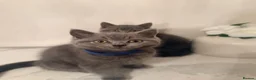 British Shorthair cats for sale: PEDIGREE British Shorthair Kittens - Advert 8