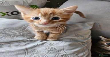 British Longhair cats - Advert 11