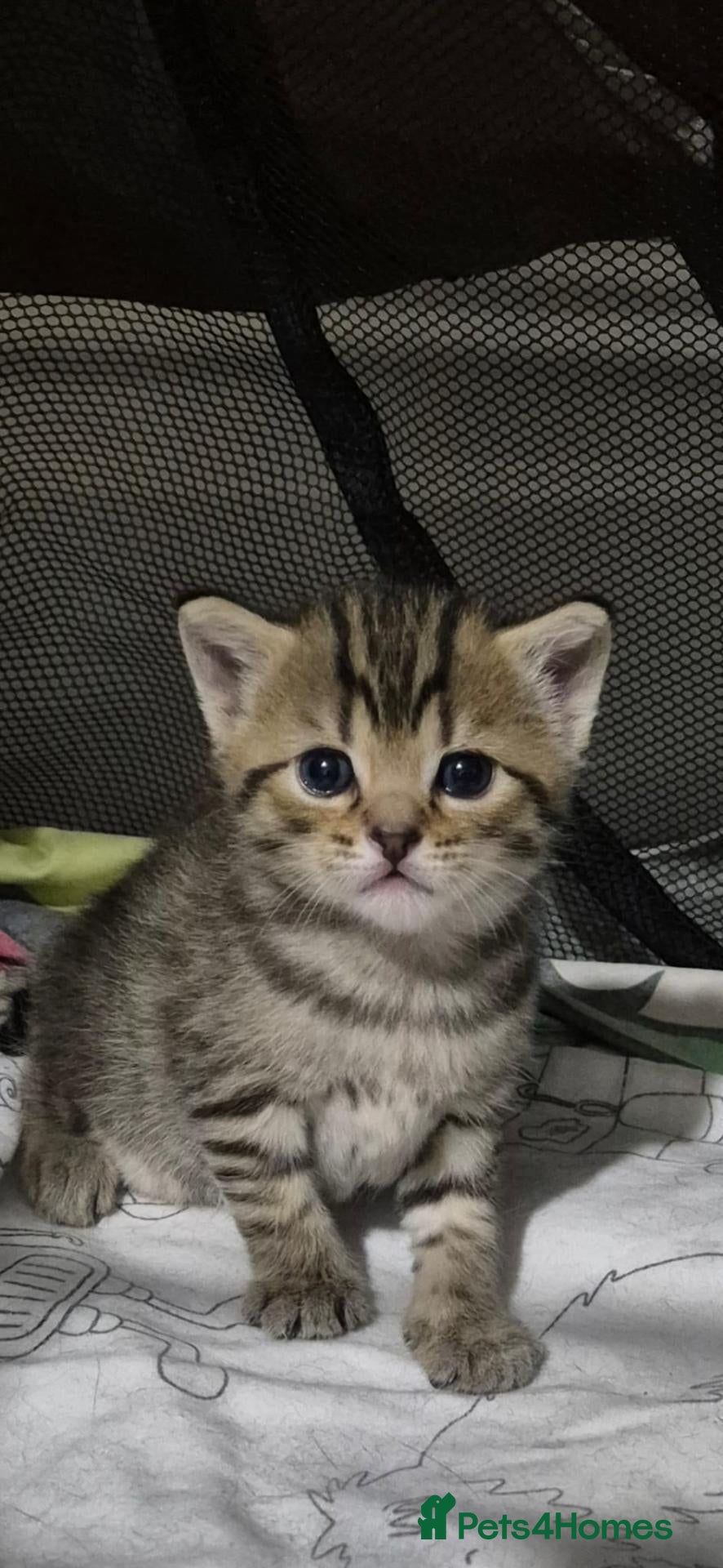 Mixed Breed cats British Shorthair mix kittens  - Advert 2