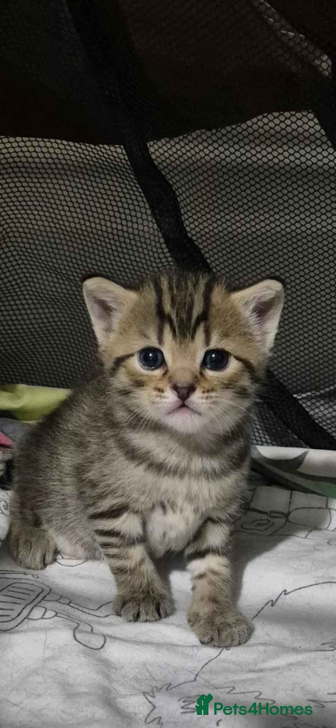 Mixed Breed cats for sale: British Shorthair mix kittens  - Advert 1