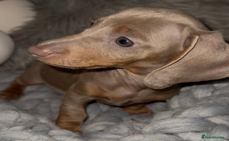 Miniature Dachshund dogs - Advert 1