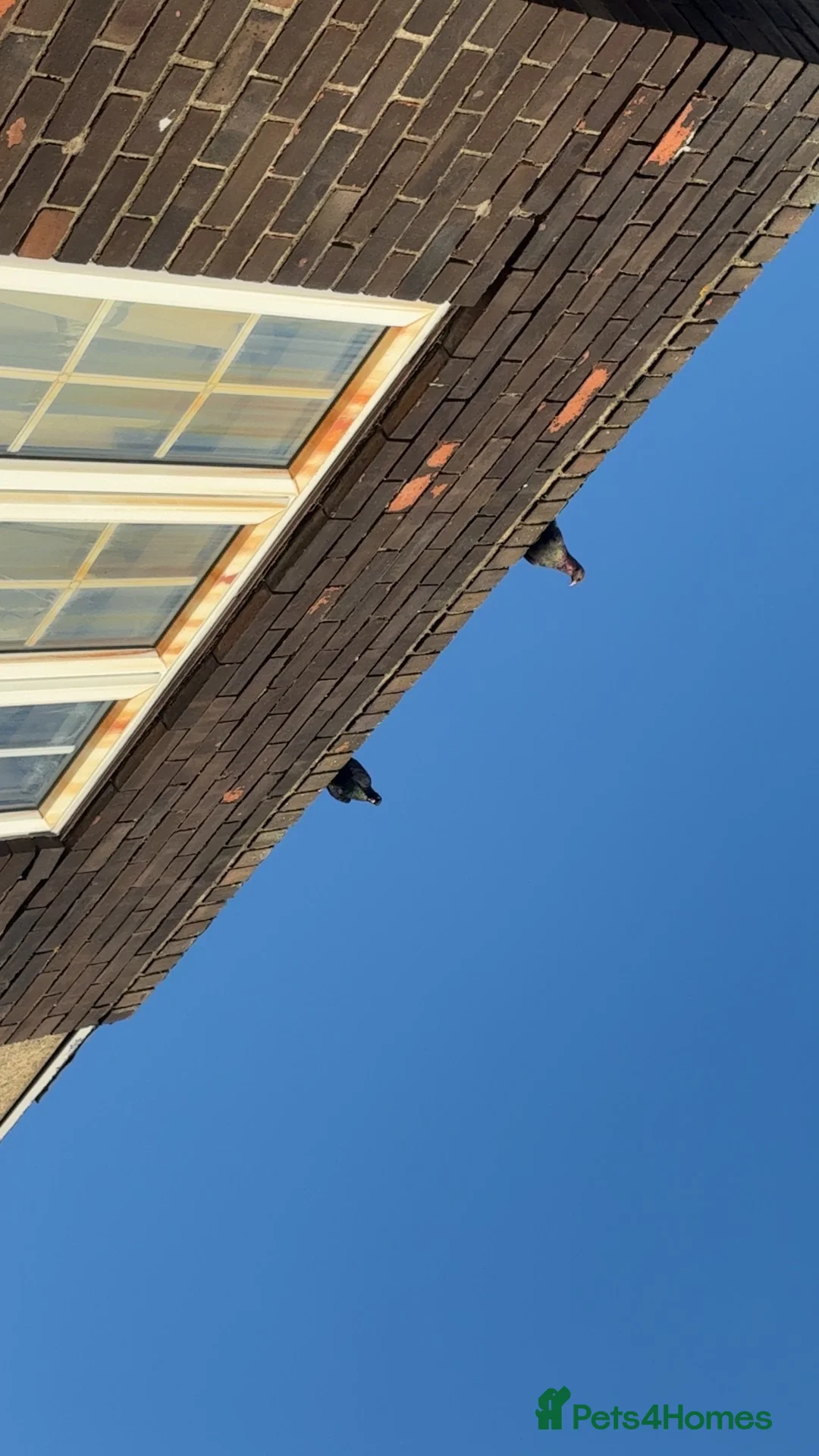 Pigeons birds for sale: Oriental Rollers for sale!!! - Advert 2