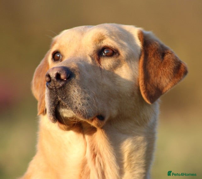 Labrador Retriever dogs Extensively Health Tested Yellow Labrador Stud in Totnes - Advert 11