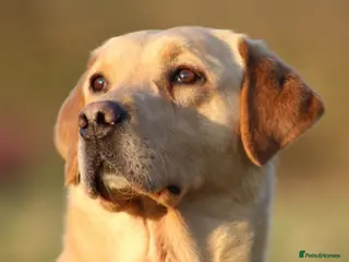 Labrador Retriever dogs Extensively Health Tested Yellow Labrador Stud in Totnes - Advert 6