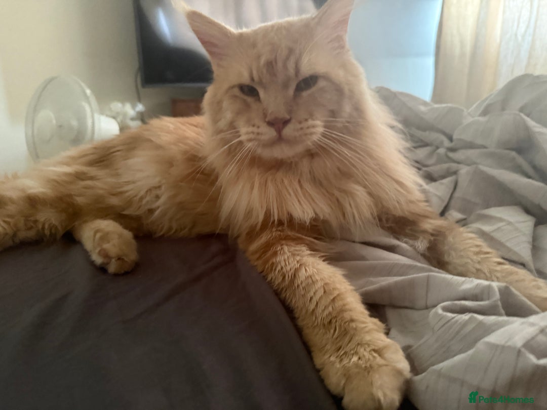 Maine Coon cats for sale: Pedigree fluffy Maine coon kittens - Image 7