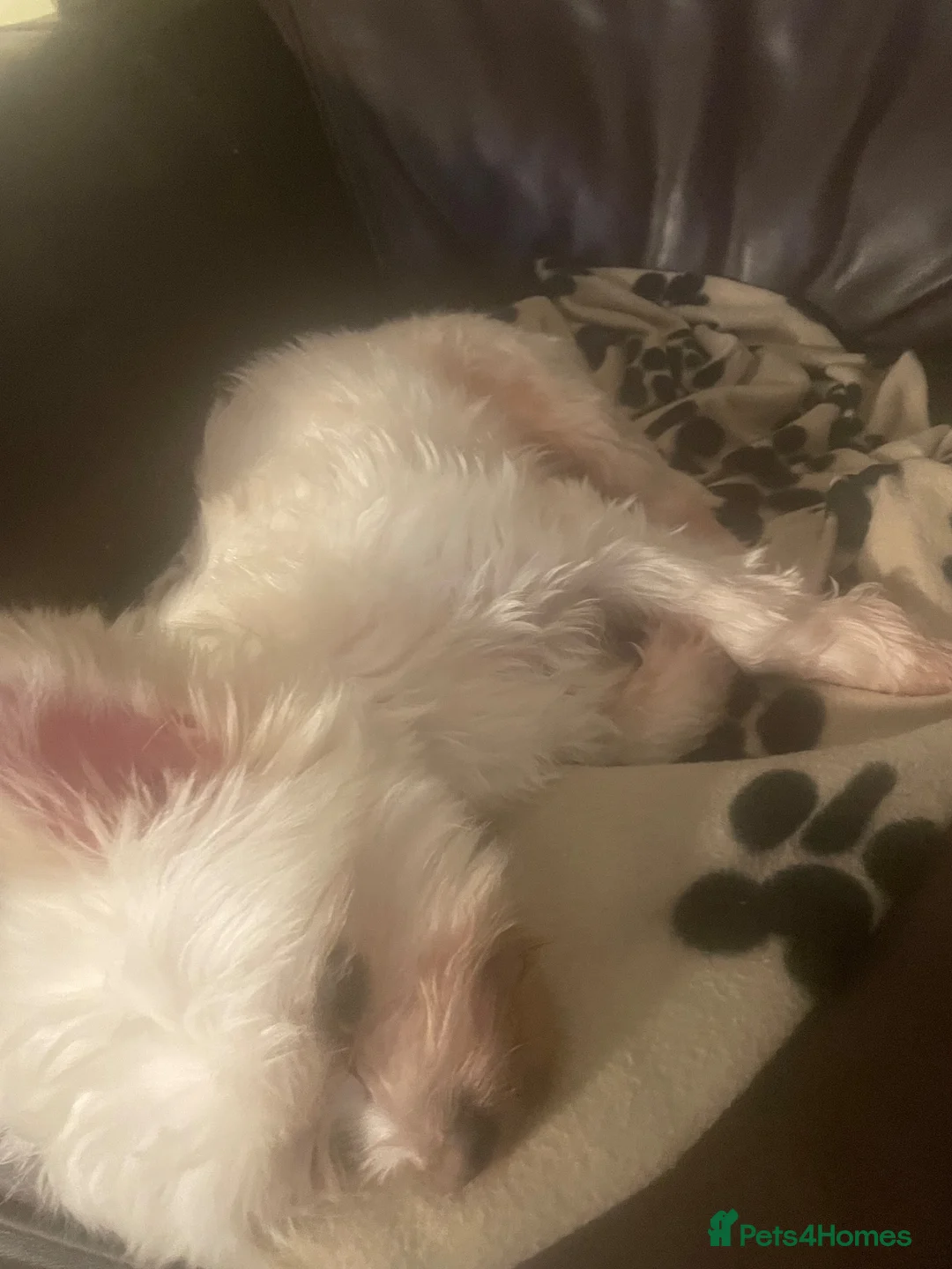 Mixed Breed dogs for sale: Selling chihuahua terrier cross  in Mansfield - Advert 2
