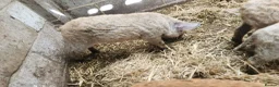 Pig livestock for sale: Manglista Piglets  - Advert 4
