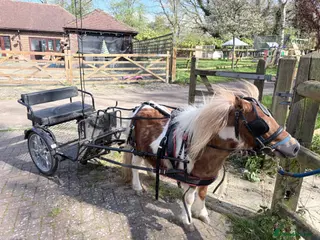 Shetland pony horses Miniature Shetland - Advert 1