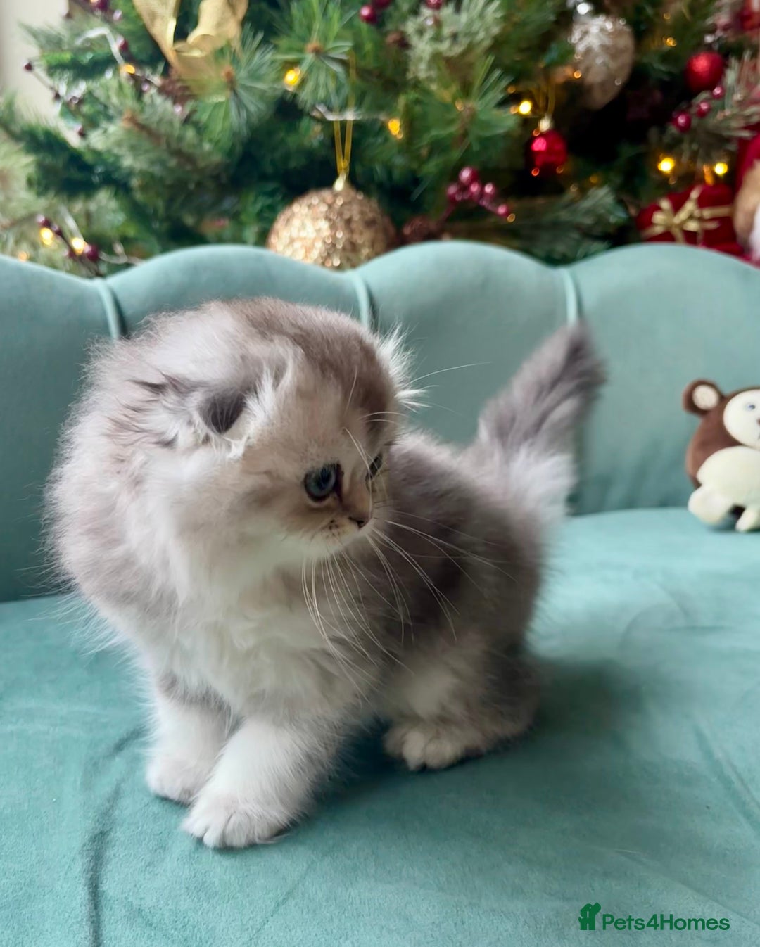 Scottish Fold cats for sale: 🌟🌟🌟🌟🌟Pedigree Scottish Fold Kittens - Advert 4