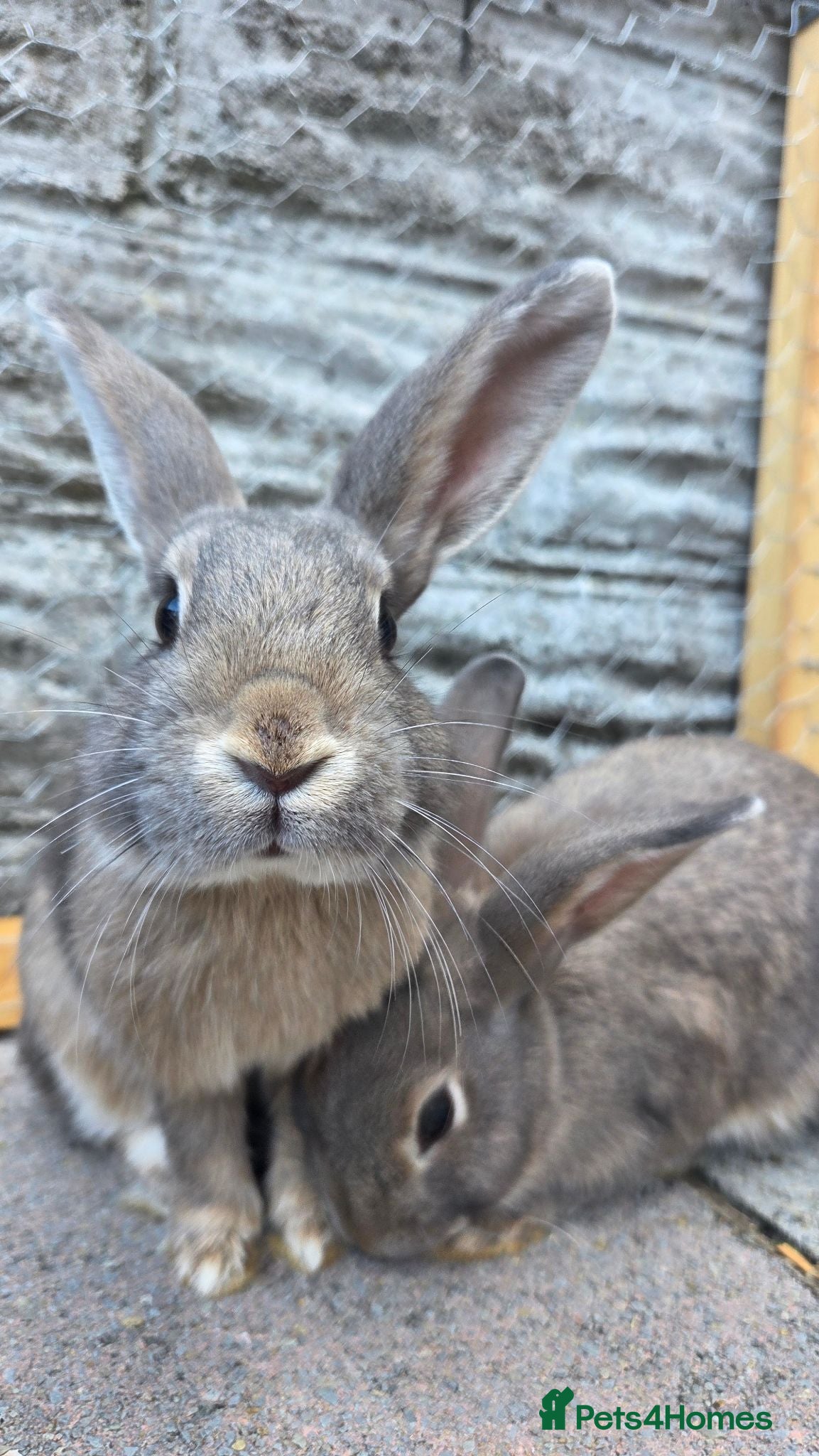 Mixed Breed rabbits Mini lop cross English spot - Advert 7