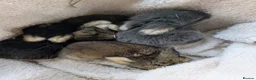Mini Lop rabbits for sale: Beautiful Mini Lops For Sale  ˖Ი𐑼⋆ FOUR LEFT  - Advert 20