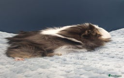 Guinea Pig rodents for sale: Absolutely Stunning Baby Boars  - Image 9