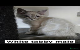 Ragdoll cats for sale: 3 beautiful ragdolls seal point/tabby point - Image 6