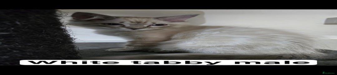 Ragdoll Kitten 1