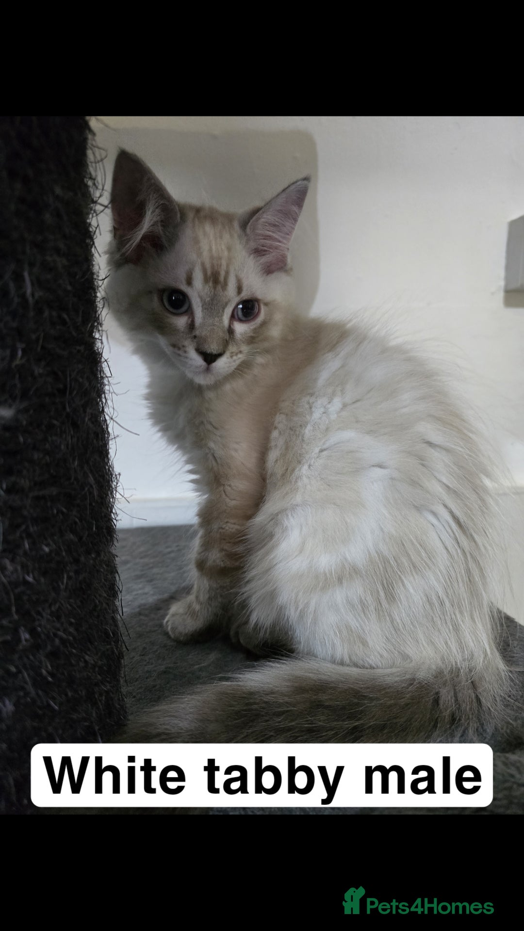 Ragdoll cats for sale: 3 beautiful ragdolls seal point/tabby point - Image 6