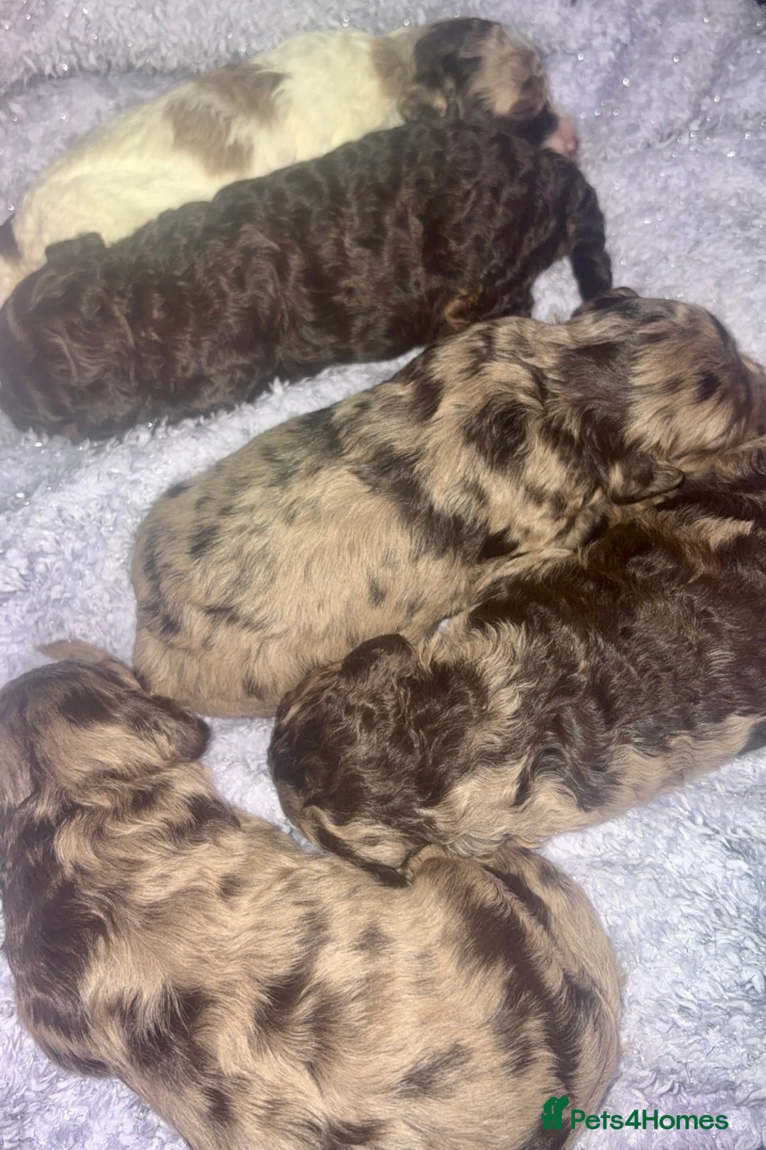 Miniature Poodle dogs for stud: Proven chocolate phantom merle mini poodle stud - Advert 8