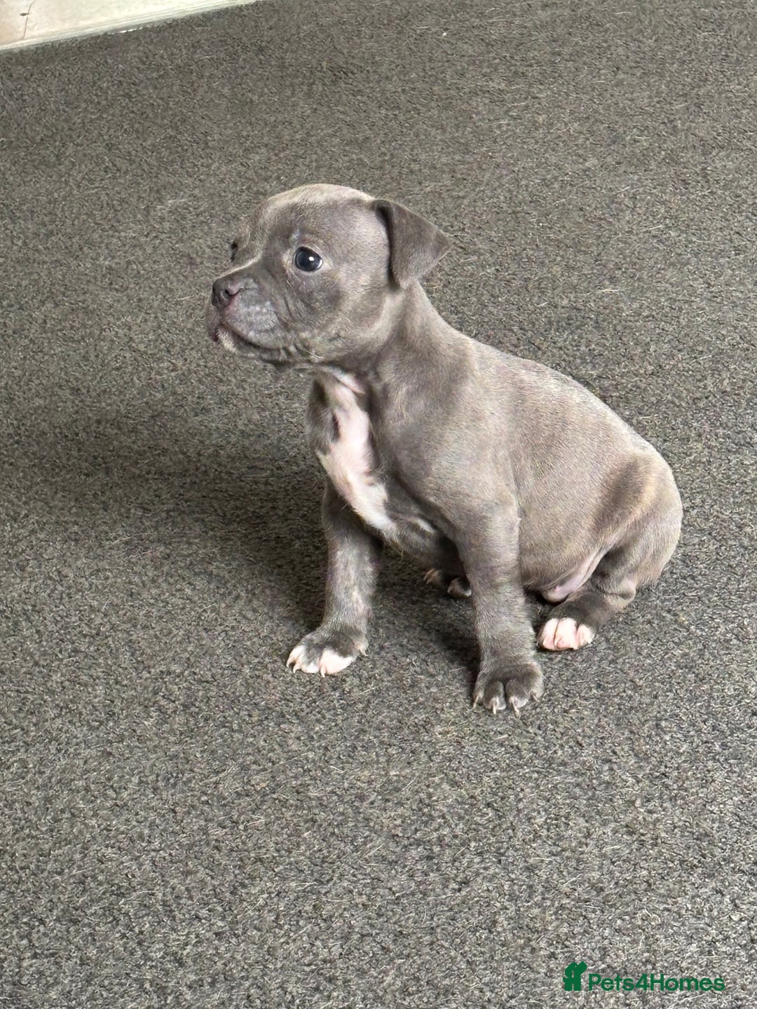 Mixed Breed dogs for sale: Classic American Bully  - Image 8
