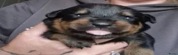 Rottweiler dogs for sale: 5* Rottweiler Puppies  in Wadebridge - Advert 17