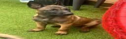 Belgian Shepherd Dog dogs for sale: Stunning Belgian Malinois pups 1 boy - Advert 28