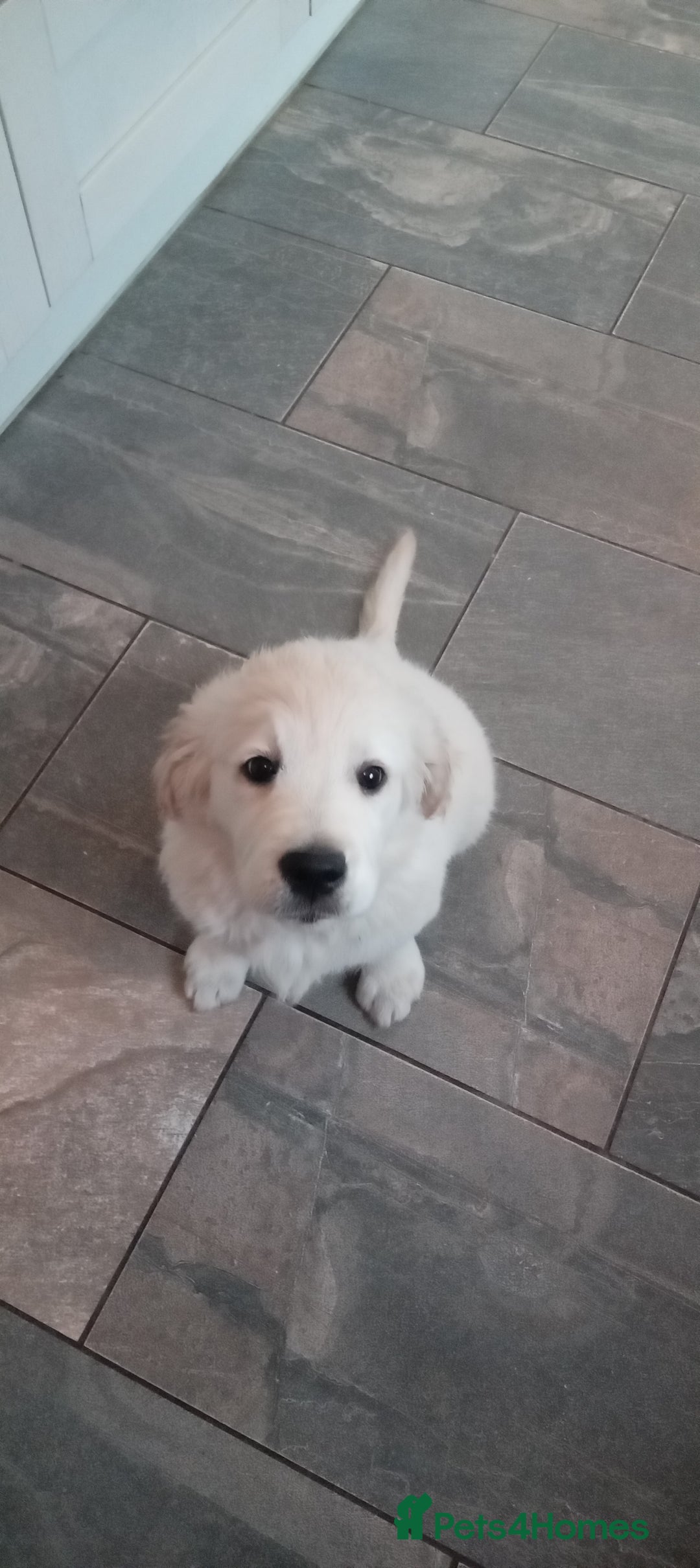 Golden Retriever dogs for sale: Golden retriever  - Image 1