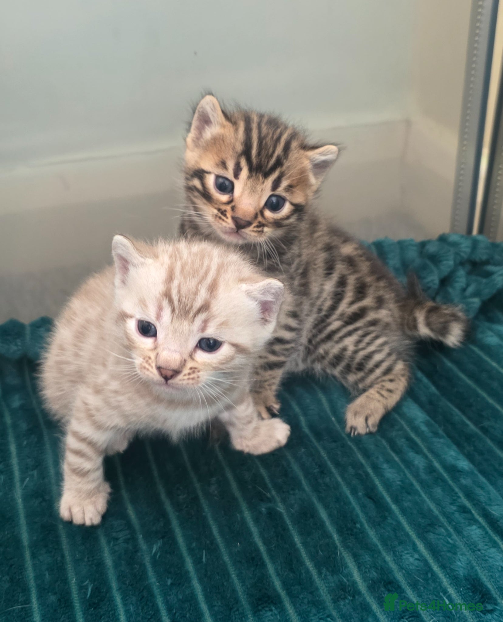 Bengal cats Stunning Bengal Kittens | TICA Registered - Advert 6