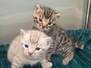 Bengal cats Stunning Bengal Kittens | TICA Registered - Advert 4