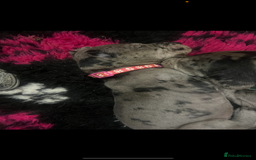 Great Dane dogs for sale: READY NOW PURE BRED GREAT DANE PUPPIES FOR SALE - Image 20