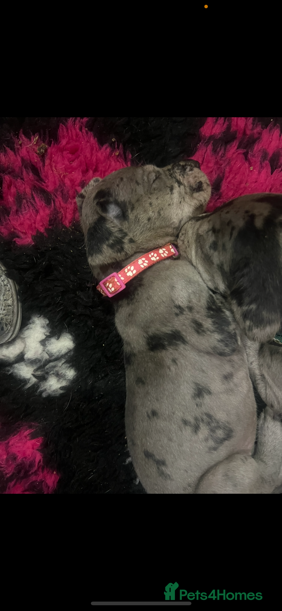 Great Dane dogs for sale: READY NOW PURE BRED GREAT DANE PUPPIES FOR SALE - Image 20