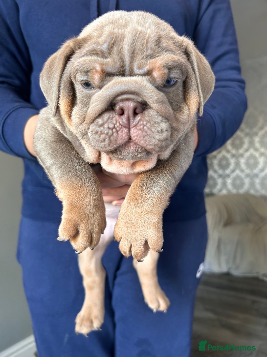 English Bulldog dogs for sale: Outstanding English bulldogs  - Image 2