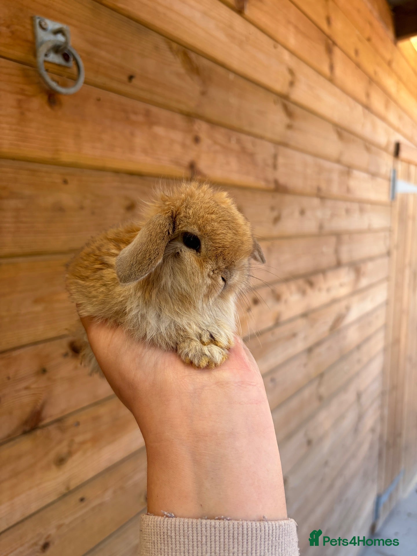 Mini Lop rabbits Mini Lops - Advert 6
